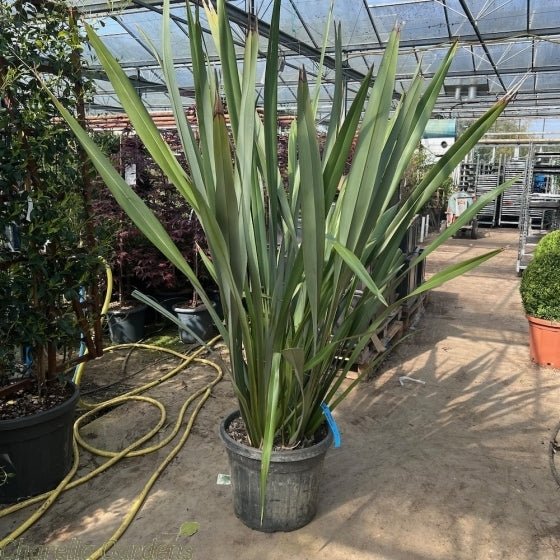 New Zealand Flax Green (Phormium tenax) - Ladybird Nursery