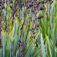 New Zealand Flax (Phormium tenax)