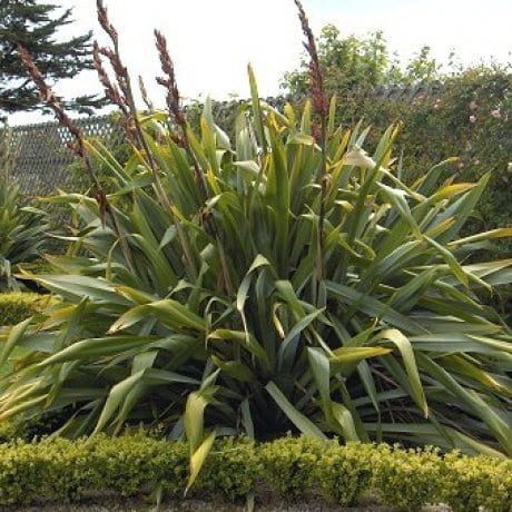 New Zealand Flax (Phormium tenax)