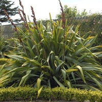 New Zealand Flax (Phormium tenax) - Ladybird Nursery