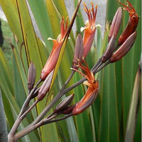 New Zealand Flax (Phormium tenax) - Ladybird Nursery
