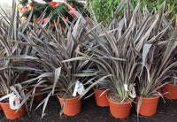 New Zealand Flax Pink Stripe (Phormium)