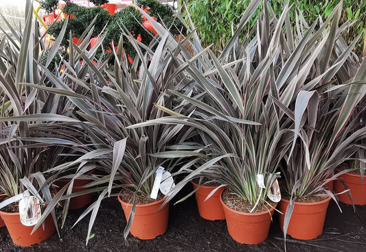 New Zealand Flax Pink Stripe (Phormium)