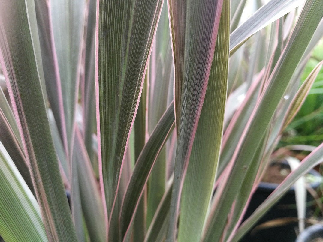 New Zealand Flax Pink Stripe (Phormium) - Ladybird Nursery