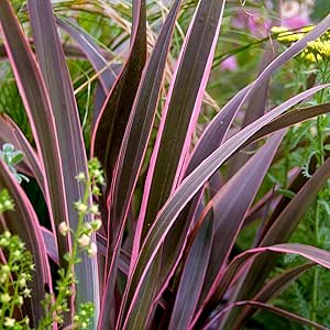 New Zealand Flax Pink Stripe (Phormium) - Ladybird Nursery