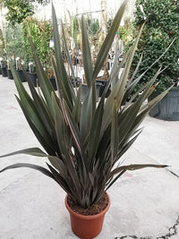 New Zealand Flax Pink Stripe (Phormium)