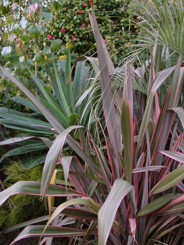 New Zealand Flax Pink Stripe (Phormium) - Ladybird Nursery
