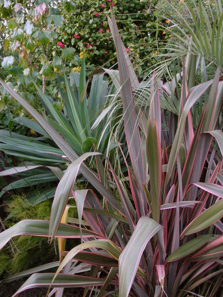 New Zealand Flax Pink Stripe (Phormium)