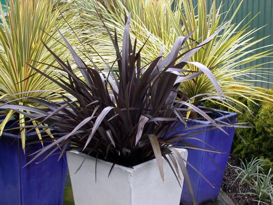 New Zealand Flax Purple Haze (Phormium)