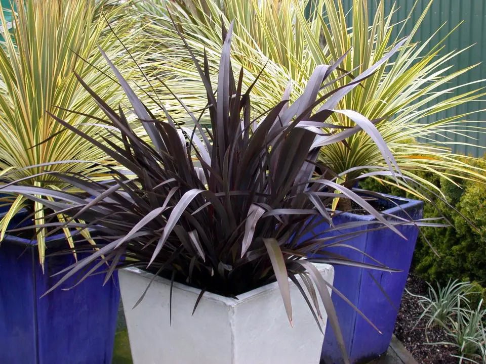 New Zealand Flax Purple Haze (Phormium) - Ladybird Nursery