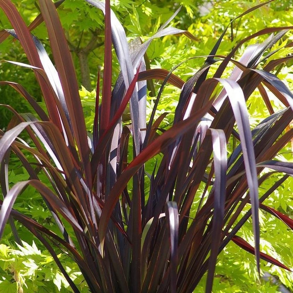 New Zealand Flax Purple Haze (Phormium) - Ladybird Nursery