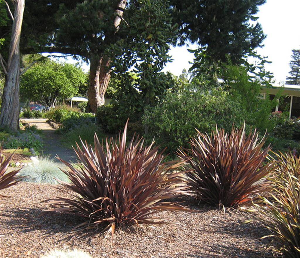 New Zealand Flax Purple Haze (Phormium) - Ladybird Nursery