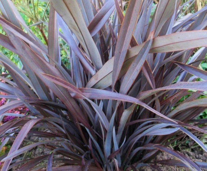 New Zealand Flax Purple Haze (Phormium) - Ladybird Nursery