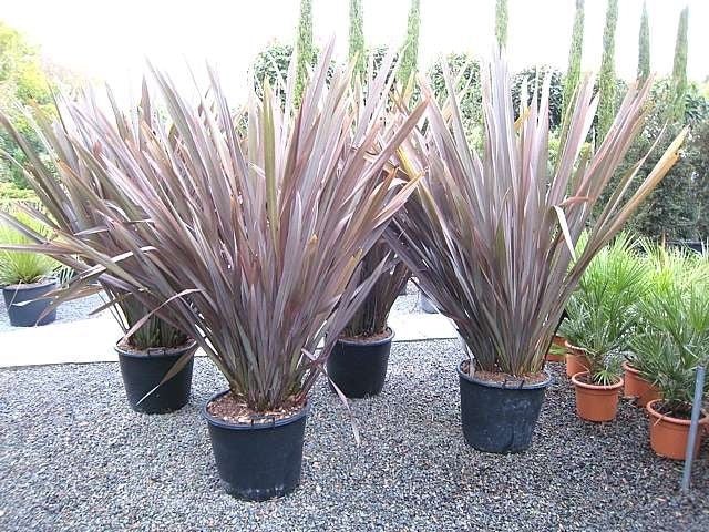 New Zealand Flax Purpurea (Phormium tenax) - Ladybird Nursery