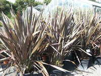 New Zealand Flax Purpurea (Phormium tenax)