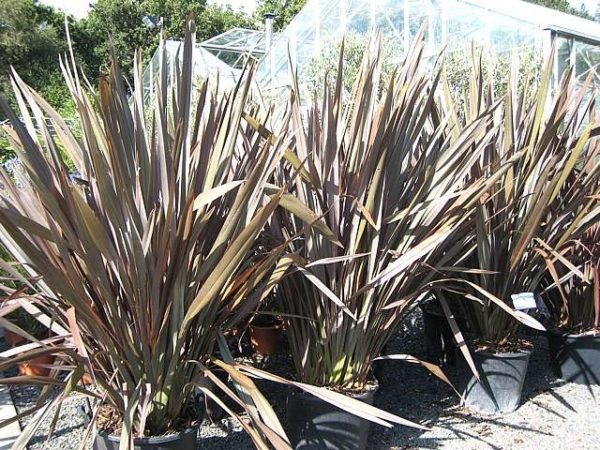 New Zealand Flax Purpurea (Phormium tenax) - Ladybird Nursery