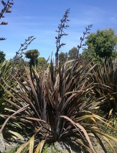 New Zealand Flax Purpurea (Phormium tenax)