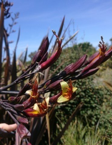 New Zealand Flax Purpurea (Phormium tenax)
