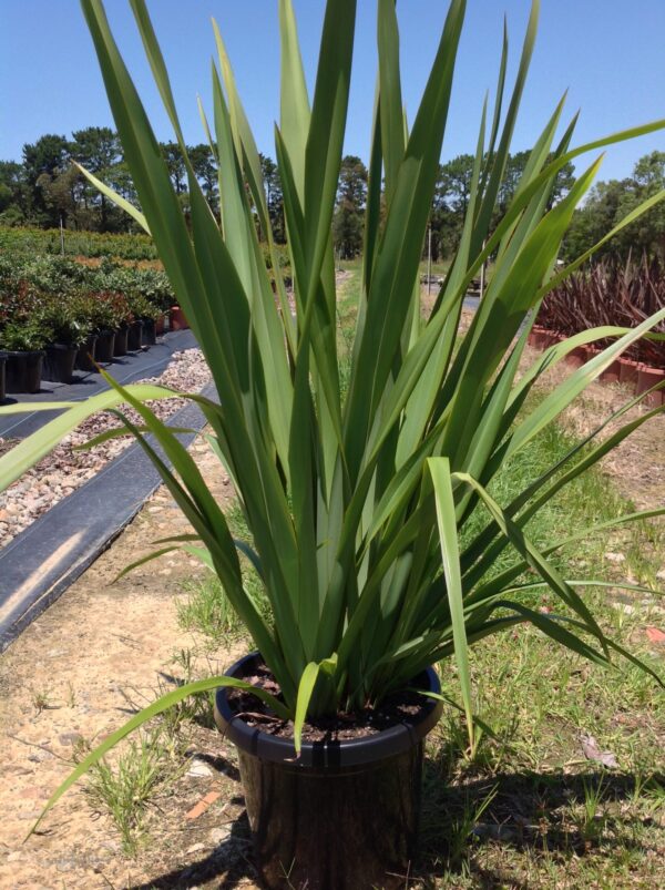 New Zealand Flax Purpurea (Phormium tenax)