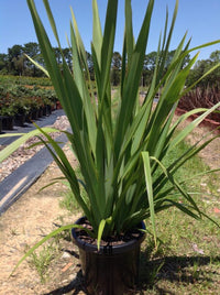 New Zealand Flax Purpurea (Phormium tenax) - Ladybird Nursery