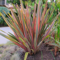 New Zealand Flax Sundowner (Phormium)