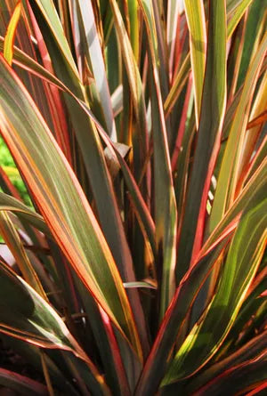 New Zealand Flax Sundowner (Phormium)