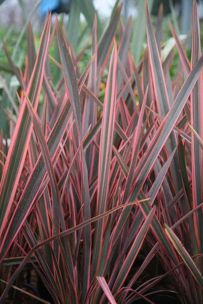 New Zealand Flax Sundowner (Phormium)