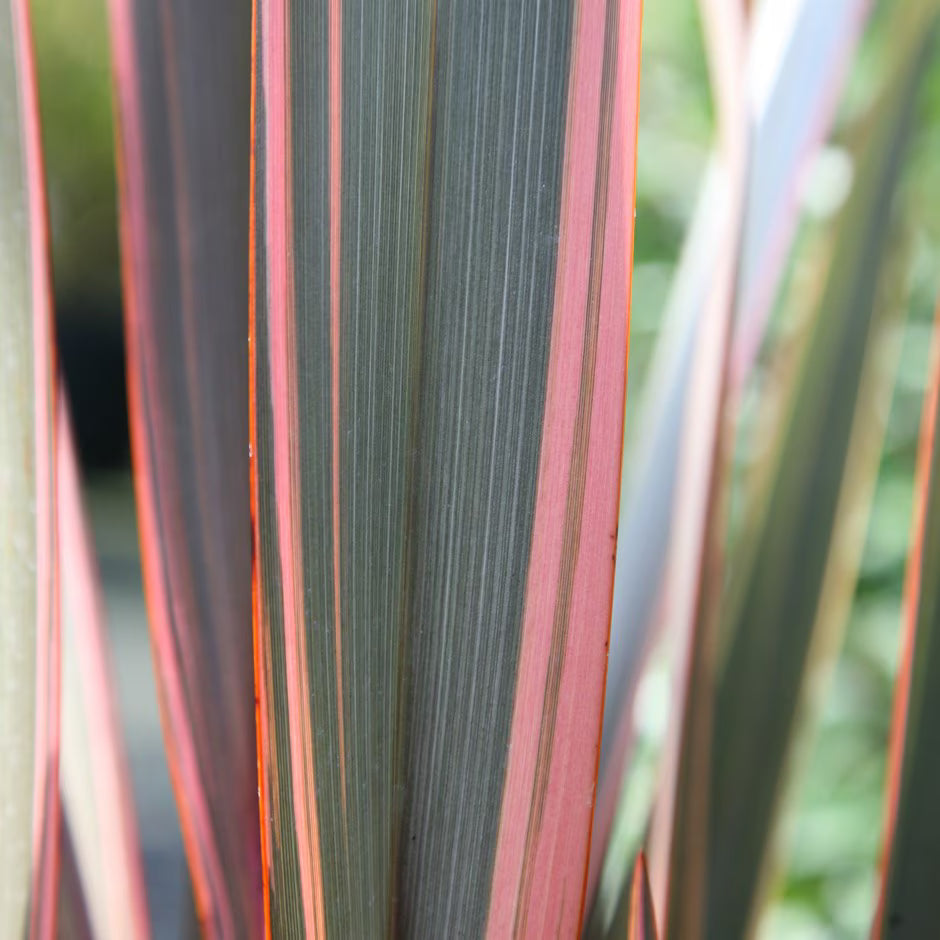 New Zealand Flax Sundowner (Phormium)