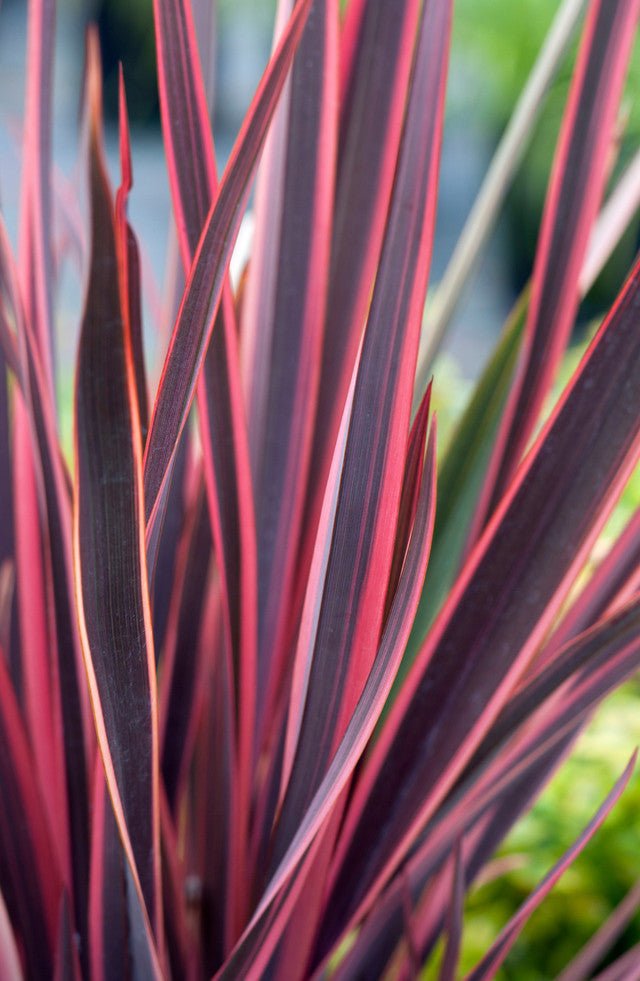 New Zealand Flax Sundowner (Phormium) - Ladybird Nursery