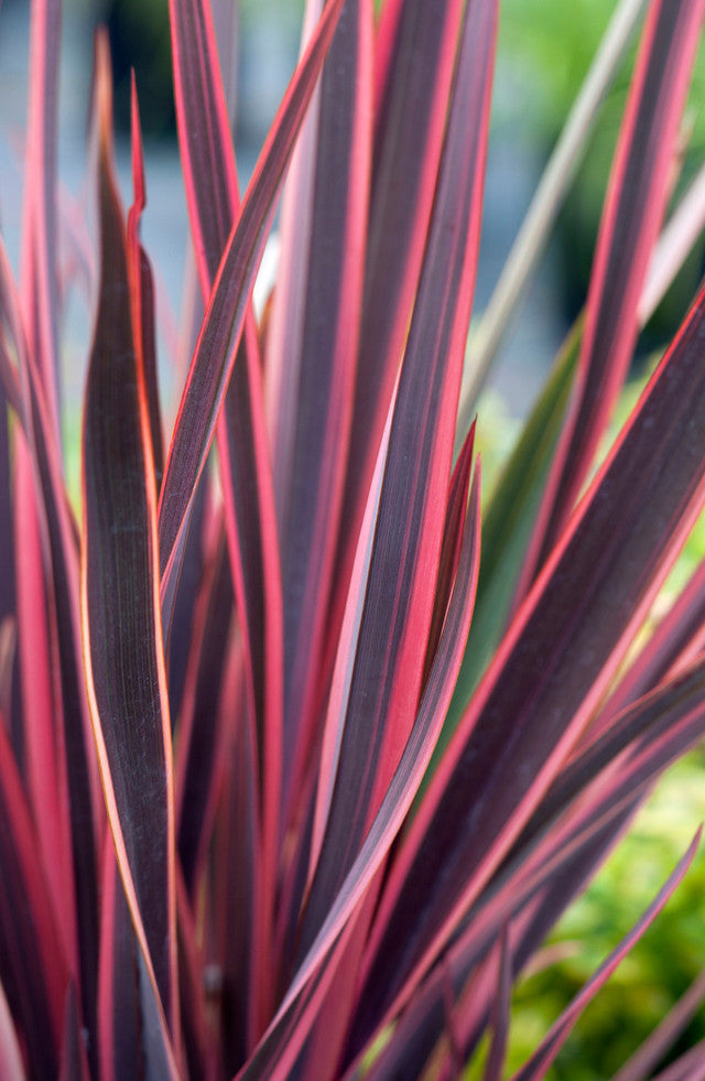 New Zealand Flax Sundowner (Phormium)