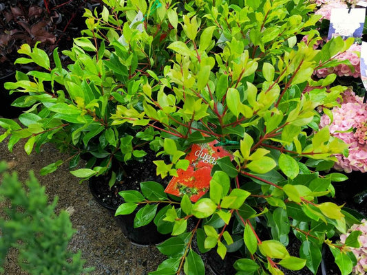 New Zealand Xmas bush