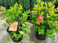 New Zealand Xmas bush