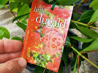 New Zealand Xmas bush