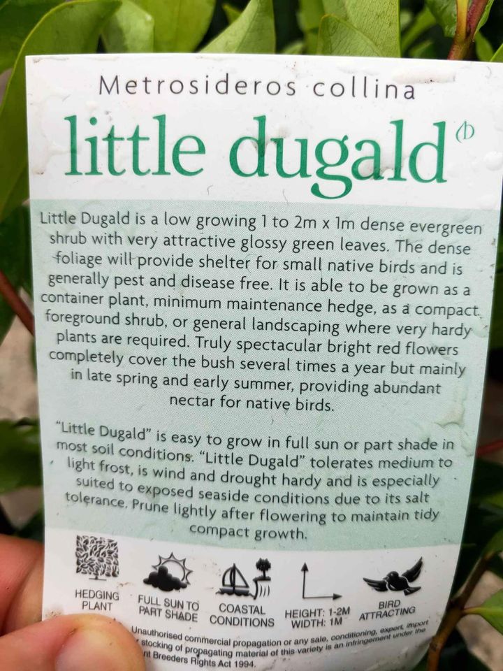 New Zealand Xmas bush