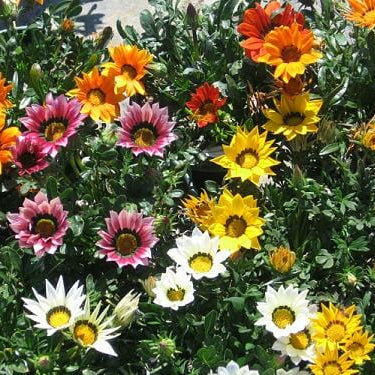 Gazania 'New Day Mix' - Ladybird Nursery