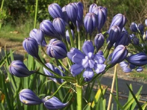Agapanthus Double Blue Boy Tissue culture