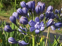 Agapanthus Double Blue Boy Tissue culture