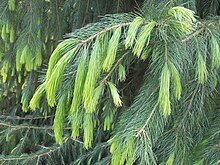 Himalayan Spruce (Picea smithiana) - Ladybird Nursery