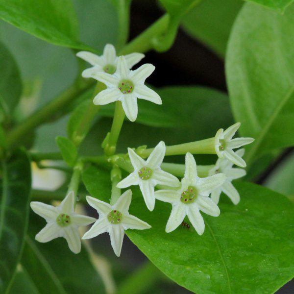 Night Scented Jasmine - Ladybird Nursery