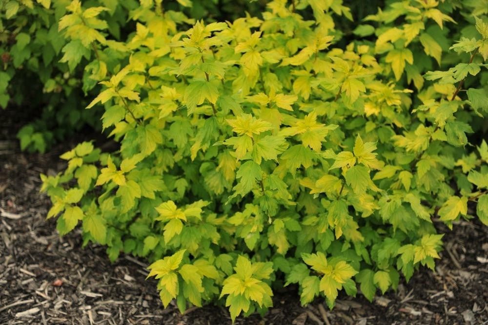 Ninebark Angel Gold (Physocarpus opulifolius) - Ladybird Nursery