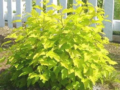 Ninebark Angel Gold (Physocarpus opulifolius) - Ladybird Nursery