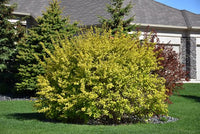 Ninebark Angel Gold (Physocarpus opulifolius) - Ladybird Nursery