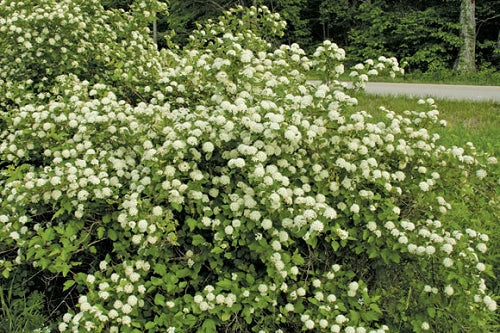 Ninebark Green (Physocarpus opulifolius)