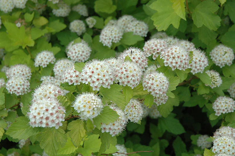 Ninebark Green (Physocarpus opulifolius)