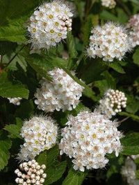 Ninebark Green (Physocarpus opulifolius)