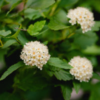 Ninebark Green (Physocarpus opulifolius) - Ladybird Nursery