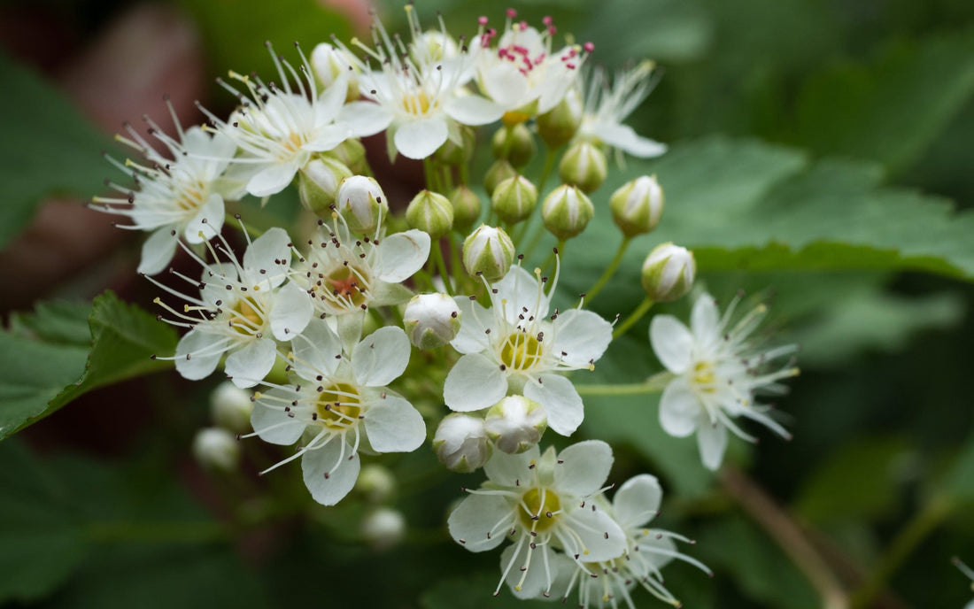 Ninebark Green (Physocarpus opulifolius) - Ladybird Nursery