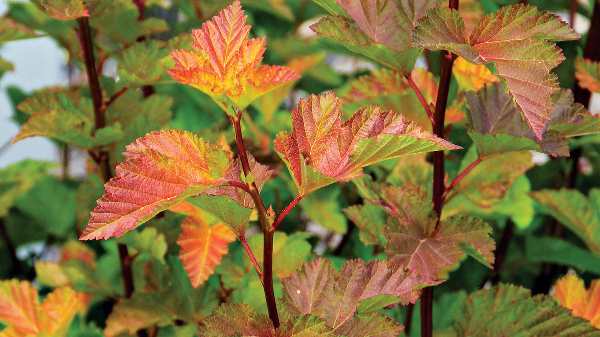 Ninebark Nishiki Orange (Physocarpus opulifolius)