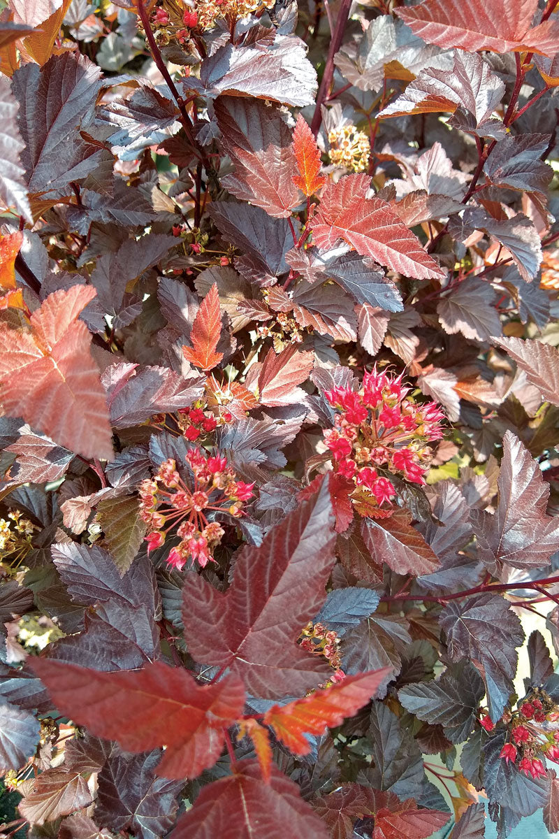Ninebark Nishiki Orange (Physocarpus opulifolius)