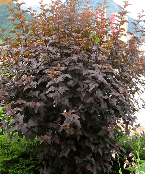 Ninebark Nishiki Orange (Physocarpus opulifolius)